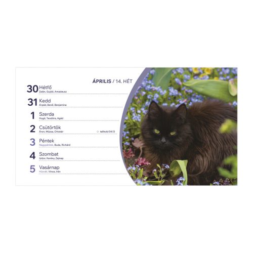 Cicák asztali naptár fehér álló kartontáblával - 2026