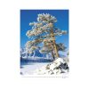 Trees falinaptár - 2026
