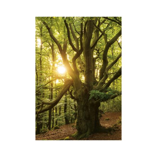 Trees falinaptár - 2026