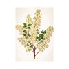 Herbarium falinaptár - 2026