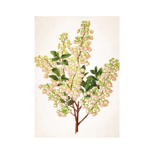 Herbarium falinaptár - 2026