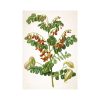 Herbarium falinaptár - 2026