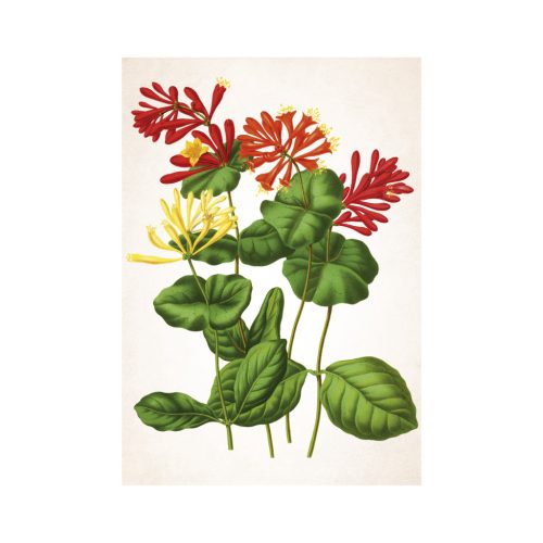 Herbarium falinaptár - 2026