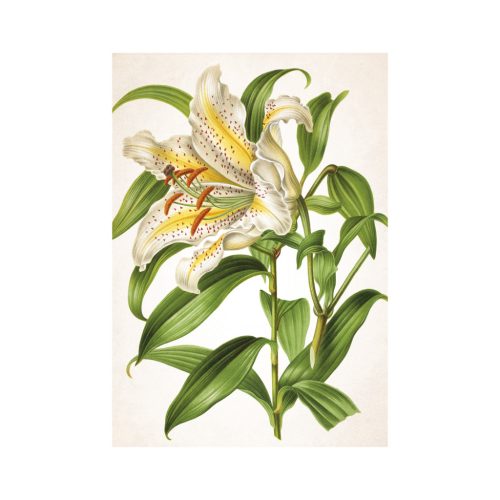 Herbarium falinaptár - 2026