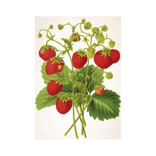 Herbarium falinaptár - 2026