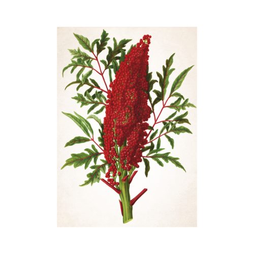 Herbarium falinaptár - 2026