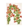 Herbarium falinaptár - 2026
