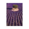 Provence falinaptár - 2026