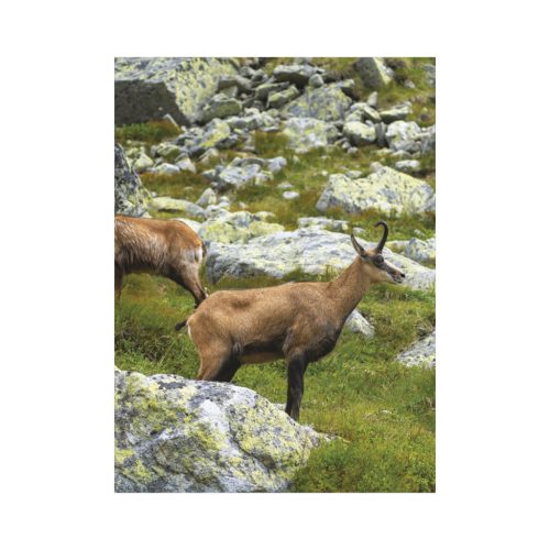 Vadászat falinaptár - 2026