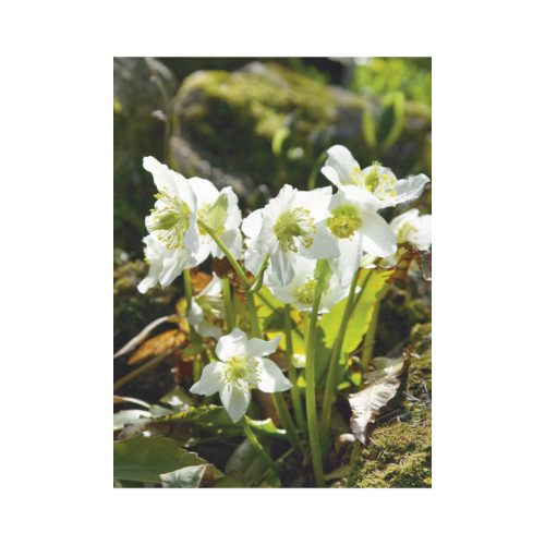 Kertésznaptár falinaptár - 2026