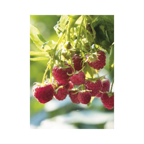 Kertésznaptár falinaptár - 2026