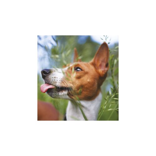 Kutyák falinaptár - 2026