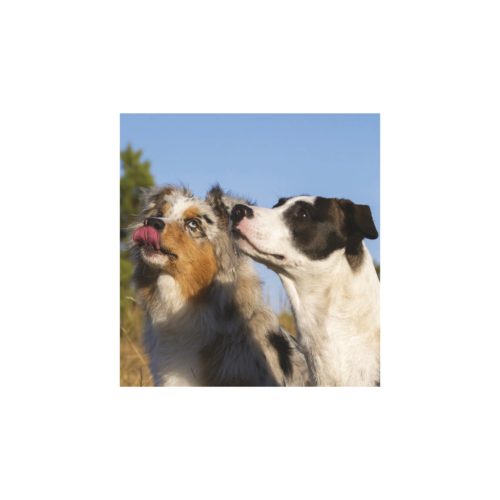 Kutyák falinaptár - 2026