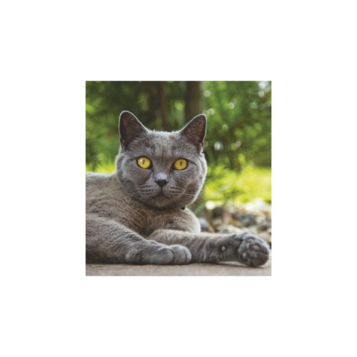 Cicák falinaptár - 2026