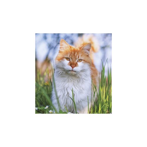 Cicák falinaptár - 2026