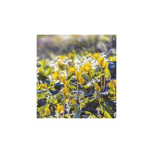 Hangulatok falinaptár - 2026