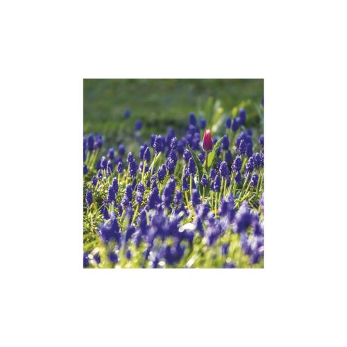 Hangulatok falinaptár - 2026